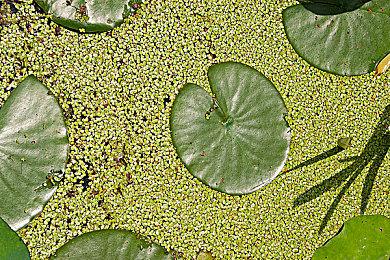 《伊苏回忆录：菲尔迦纳的誓约》中文版登陆PS 定价407港币